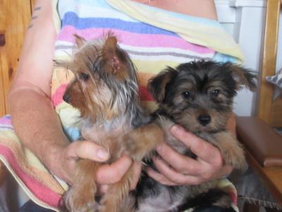 Yorkshire Terrier puppies in Carlow